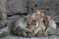 Маймуни, заразени с коронавирус, имат краткосрочен имунитет