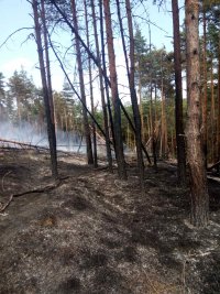 снимка 1 Пожарът в района над Брестовица изпепели 10 дка гора