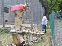 снимка 3 Две еленчета се родиха в зоопарка в Разград