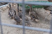снимка 1 Две еленчета се родиха в зоопарка в Разград