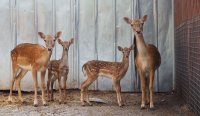 снимка 5 Две еленчета се родиха в зоопарка в Разград