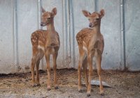 снимка 4 Две еленчета се родиха в зоопарка в Разград