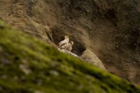 За пръв път от 13 г. двойка египетски лешояди гнезди в Северна България