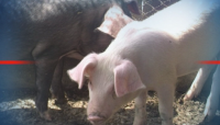 БАБХ констатира огнище на Африканска чума по свинете във Варненско