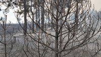 Локализиран е пожарът край Свиленград