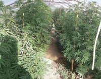 Криминалисти в Пазарджик разбиха оранжерия за отглеждане на марихуана