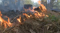 Локализираха горския пожар край Свиленград