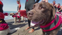 В Италия кучета отговарят за живота на плажуващите
