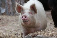"Блумбърг": Случаи на африканска чума по свинете в Германия, в риск е най-големият износител на свинско месо в Европа