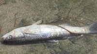 Мъртва риба изплува от язовир край Черноморец