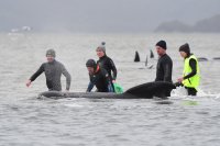 Трети ден спасяват заседнали китове край остров Тасмания