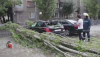Дърво падна върху кола в Хасково