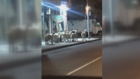 Селскостопанска атракция: Кози се разхождат свободно в пловдивски квартал