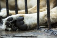 „Четири лапи“ с международна петиция за условията в българските зоопаркове