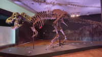 Продадоха динозавърски скелет за 28 милиона долара