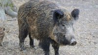 БАБХ потвърди една положителна проба за АЧС при дива свиня от началото на ловния сезон