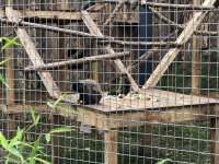 снимка 1 Маймуните от Столичния зоопарк се нанесоха в обновения сектор