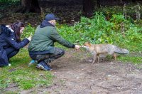 Туристи хранят лисици на Витоша (Снимки)