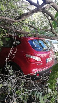 снимка 2 Дърво падна зад жилищен блок в Пловдив, нанесени са щети по автомобили