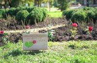 Засадиха 202 рози до НДК в подкрепа на донорството (Снимки)