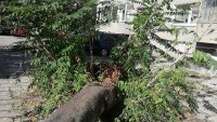 снимка 4 Дърво падна зад жилищен блок в Пловдив, нанесени са щети по автомобили