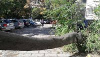 снимка 3 Дърво падна зад жилищен блок в Пловдив, нанесени са щети по автомобили