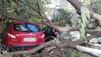снимка 1 Дърво падна зад жилищен блок в Пловдив, нанесени са щети по автомобили