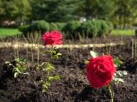 снимка 5 Засадиха 202 рози до НДК в подкрепа на донорството (Снимки)