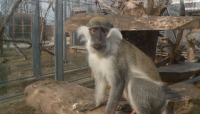 Заради съдебен спор зоопаркът в Пловдив остава затворен