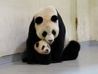 В Нидерландия се радват на бебе панда от мъжки пол
