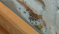 Колония от мравки отглежда Природонаучният музей в Пловдив