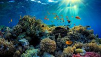 Големият бариерен риф вече е критично застрашен природен обект
