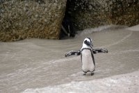 Заснеха рядък вид пингвин на остров Галапагос