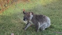 Коала се разхлажда с дворна пръскачка в Австралия