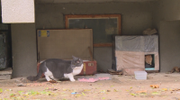 Русенци помагат на бездомни котки да оцелеят през зимата