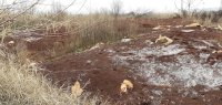 снимка 8 Откриха близо 200 тона предполагаемо опасни отпадъци край Пловдив