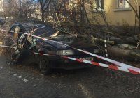 Паднали клони и материални щети след силния вятър в София