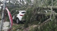 Заради бурния вятър: Паднали дървета затиснаха автомобили в Пампорово
