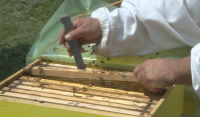 До 31 януари е срокът пчеларите да се регистрират в електронната платформа за пръскания
