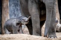 Отново смърт на слонове в Ботсвана