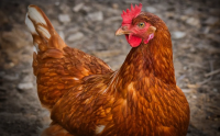 БАБХ откри огнище на инфлуенца по птиците в Плевенско