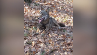 Вълчица избяга от зоокът в Хасково, разхожда се в парка