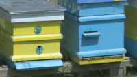 В Русенско настояват пчеларството да бъде извадено от сектор "Животновъдство”