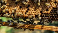 Започват проверки за състоянието и регистрацията на пчелните семейства