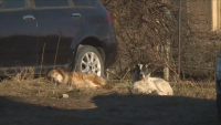 Бездомни кучета нападнаха 9-годишно дете в Дупница
