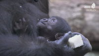 За първи път от 16 години в зоопарка в Берлин се роди горилче