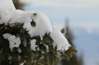 Силен снеговалеж затвори пътя между Драгалевци и Алеко на Витоша