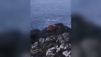 Малък морж заспа върху ледник и стигна до Ирландия