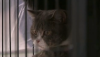 Конфискуваха котки, използвани за пране на пари в Тайланд