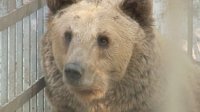 Необичайно топлото време събуди мечките в парка в Белица
